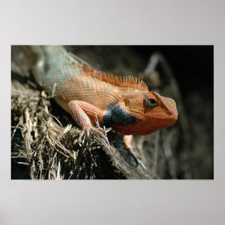 Niedlich Lizard Poster