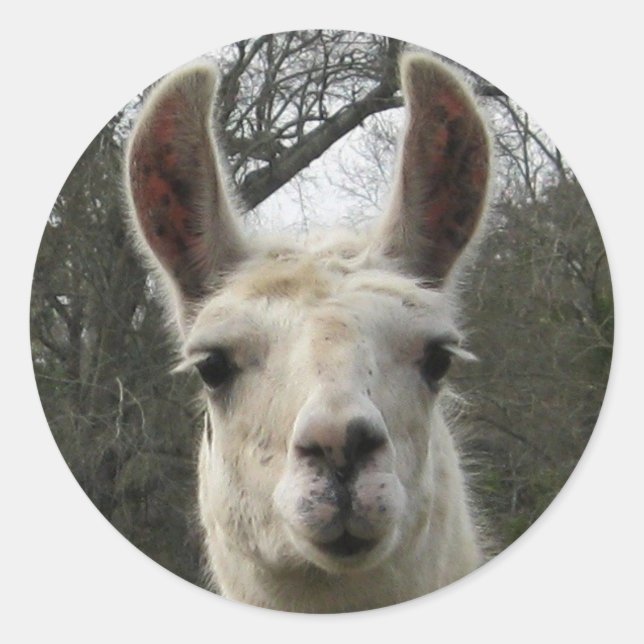 Niedlich Llama Stickers (Vorderseite)