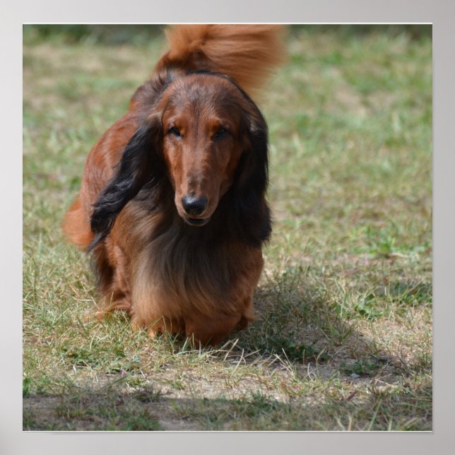 Niedlich Long Haired Daschund Poster (Vorne)