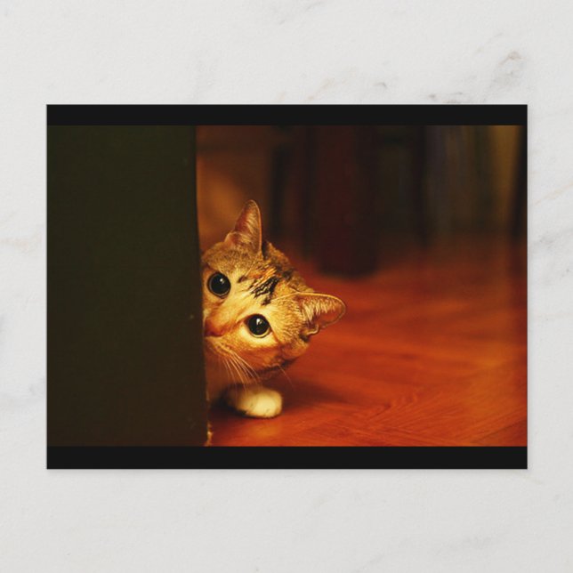 niedlich_lustig_animal_28 kitten cat sneaking peer postkarte (Vorderseite)