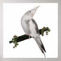 Niedlich Lutino Cockatiel Bird Ivy Perltier