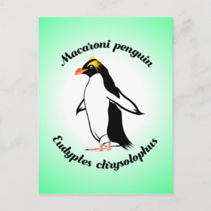 Niedlich Macaroni Penguin Postkarte