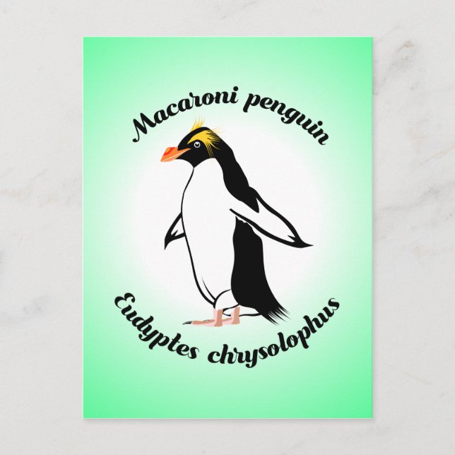 Niedlich Macaroni Penguin Postkarte (Vorderseite)