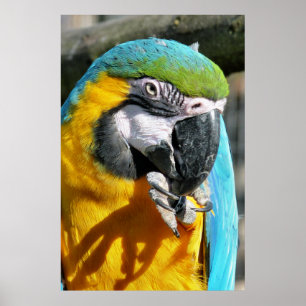 NIEDLICH MACAW POSTER