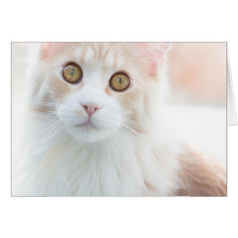 Niedlich Maine Coon Kitten