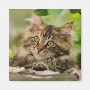 Niedlich Maine Coon Kitten Magnet