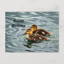Niedlich Mallard Ducklings Foto Geburtstag Postkarte