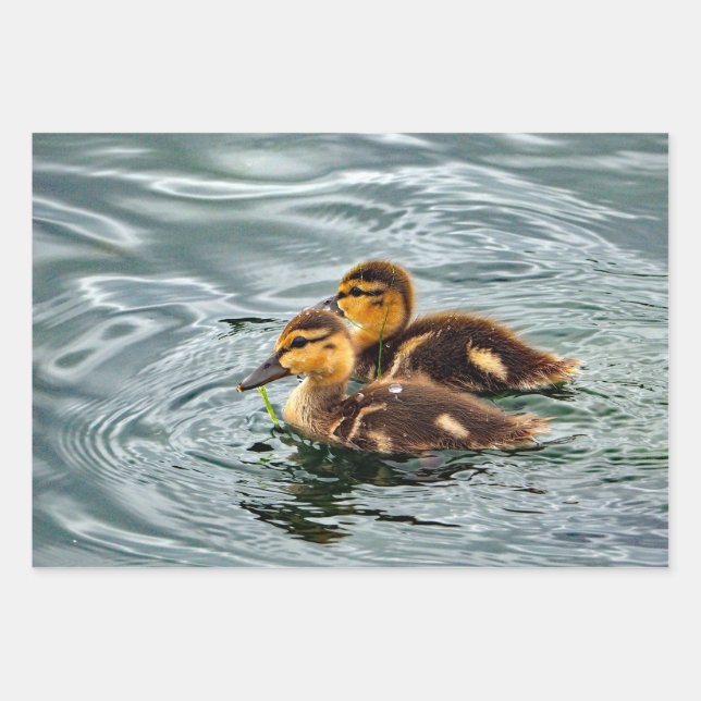 Niedlich Mallard Ducklings Foto Geschenkpapier Set (Vorderseite)