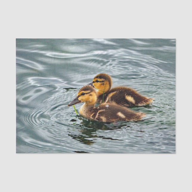 Niedlich Mallard Ducklings Foto Seidenpapier (Vorderseite)
