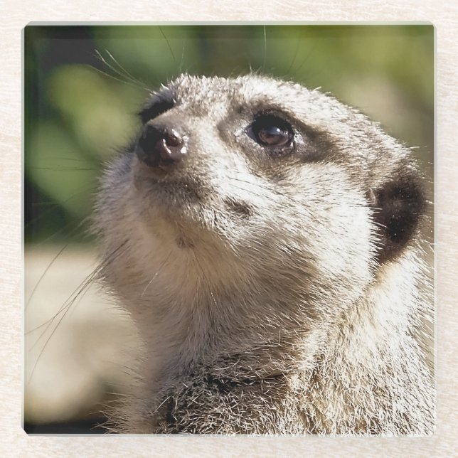 NIEDLICH MEERKAT GLASUNTERSETZER (Vorderseite)