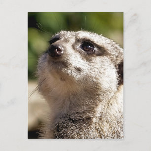 NIEDLICH MEERKAT POSTKARTE