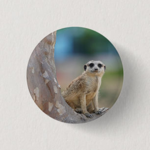 Niedlich Meerkat Sat on Tree Button