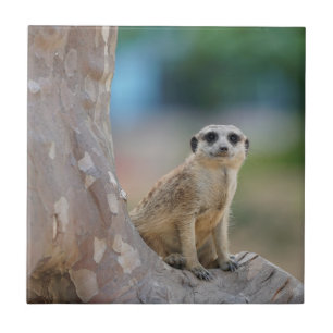 Niedlich Meerkat Sat on Tree Fliese