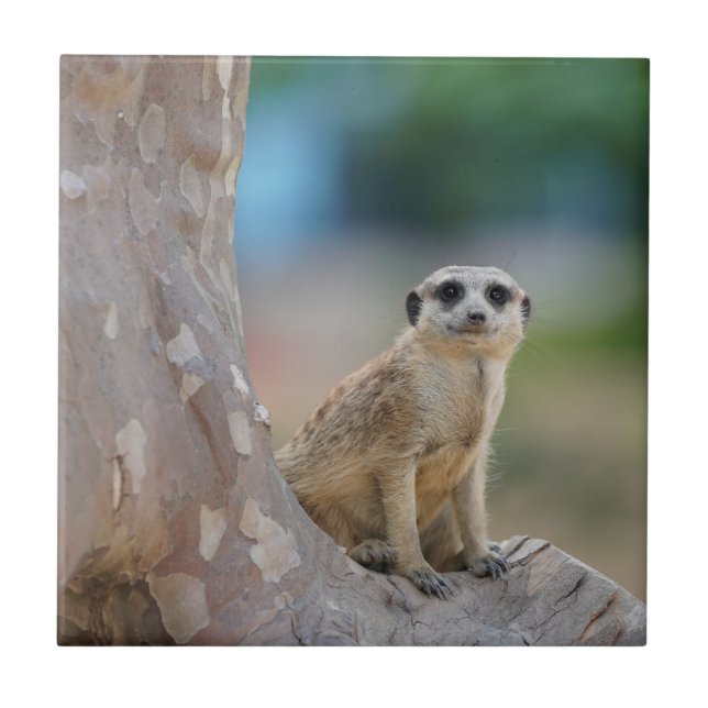 Niedlich Meerkat Sat on Tree Fliese (Vorderseite)