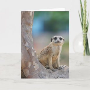 Niedlich Meerkat Sat on Tree Karte