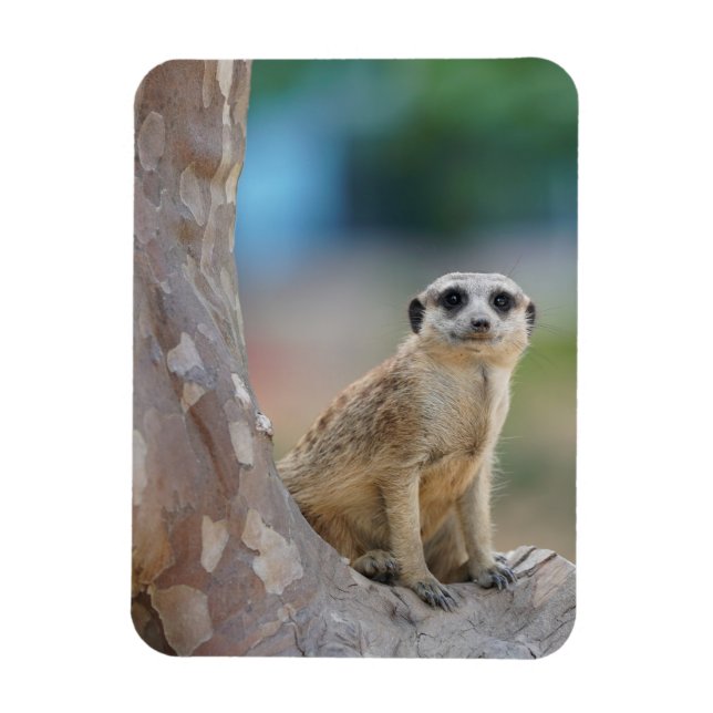 Niedlich Meerkat Sat on Tree Magnet (Vertikal)