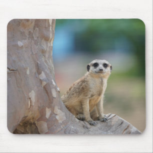 Niedlich Meerkat Sat on Tree Mousepad