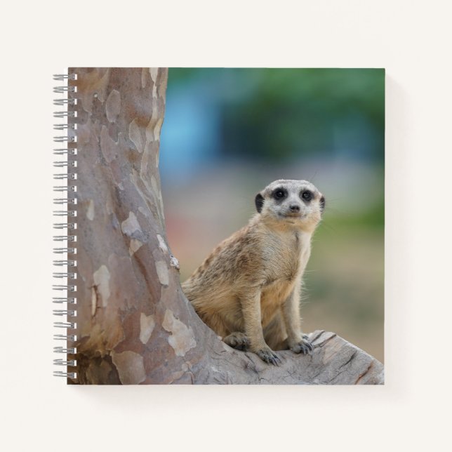 Niedlich Meerkat Sat on Tree Notizbuch (Vorderseite)