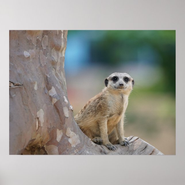 Niedlich Meerkat Sat on Tree Poster (Vorne)