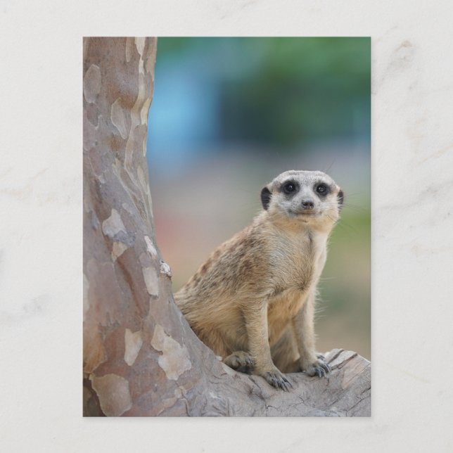Niedlich Meerkat Sat on Tree Postkarte (Vorderseite)