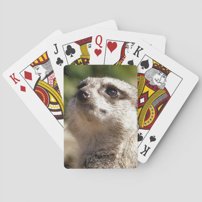 NIEDLICH MEERKAT SPIELKARTEN (Rückseite)
