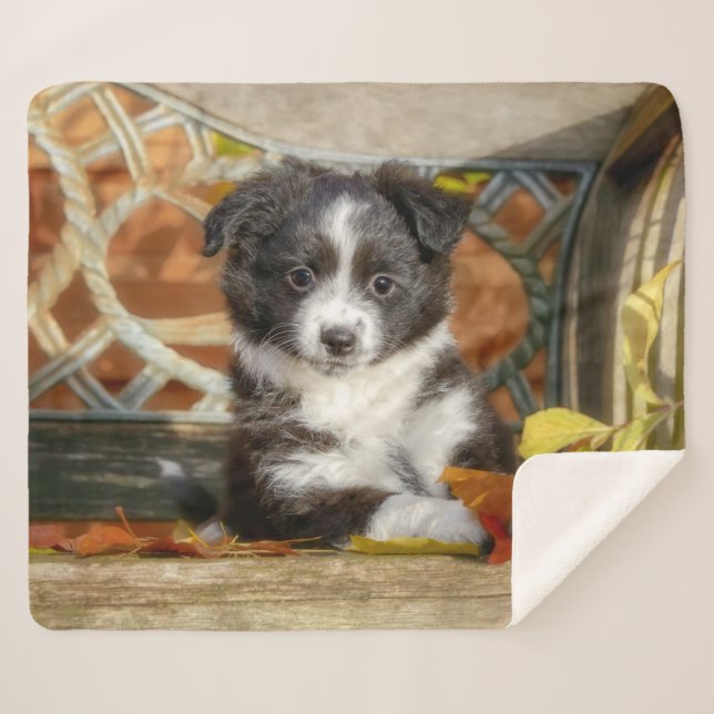 Niedlich Mini Aussie Shepherd Dog Bi Color Puppy — Sherpadecke (Vorderseite (Horizontal))