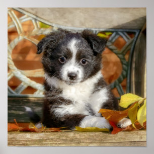 Niedlich Mini Aussie Shepherd Dog Bi-Color Welpe _ Poster