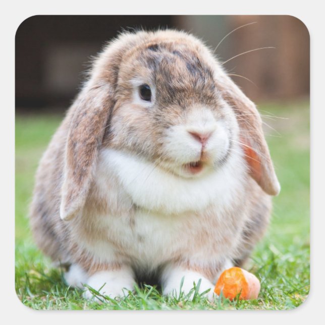 Niedlich Mini Holland Lop Bunny Rabbit Quadratischer Aufkleber (Vorderseite)