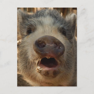 Niedlich Mini Pig Postkarte