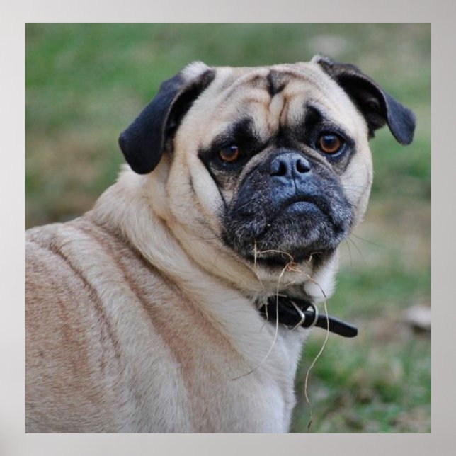 Niedlich Mops Poster (Vorne)