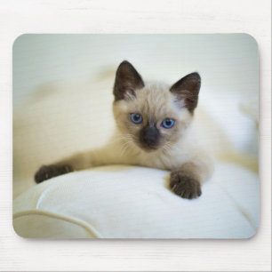 niedlich, Natur, Katze Mousepad