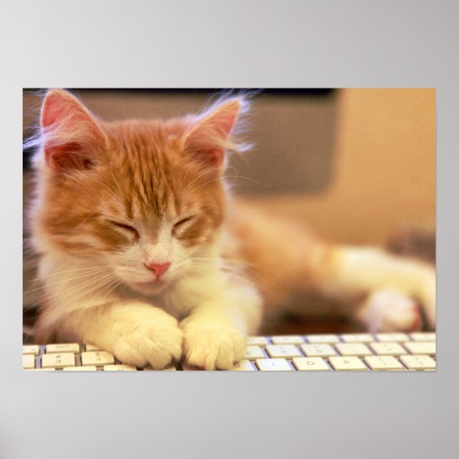 Niedlich Orange Kitten Falls Asleep Poster (Vorne)