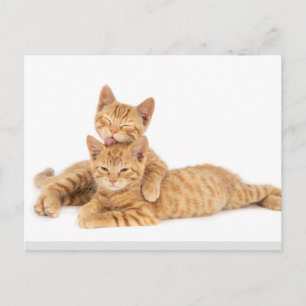 Niedlich Orange Tabby Cat Kitten Postkarte