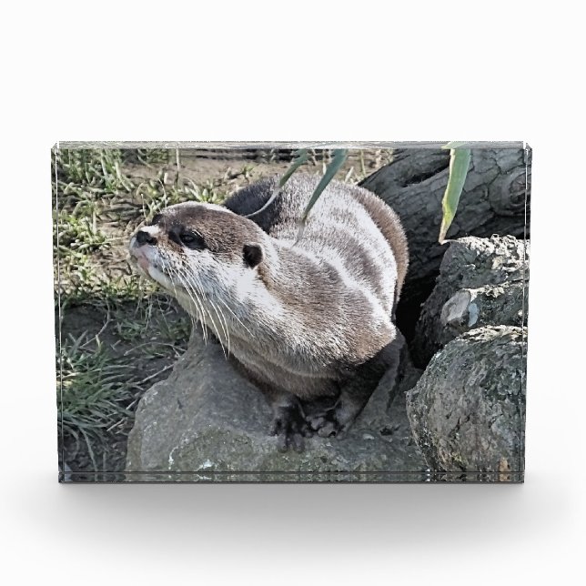 NIEDLICH OTTER FOTOBLOCK (Vorderseite)