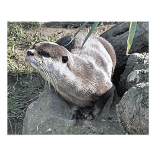 NIEDLICH OTTER FOTODRUCK