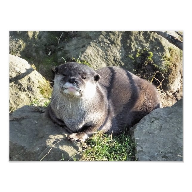 NIEDLICH OTTER FOTODRUCK (Vorne)
