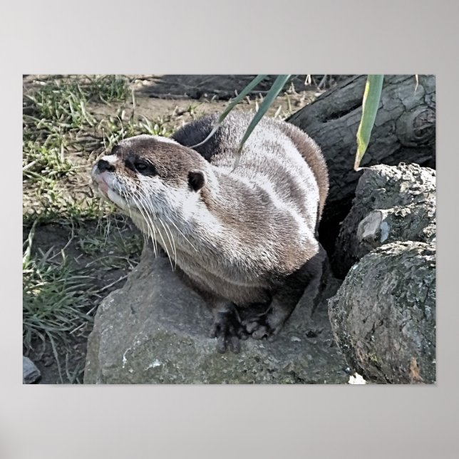 NIEDLICH OTTER POSTER (Vorne)