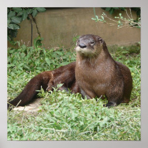 Niedlich Otter Poster
