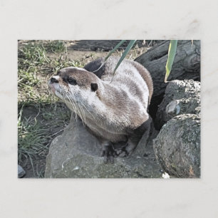 NIEDLICH OTTER POSTKARTE