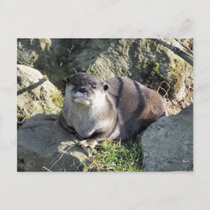 NIEDLICH OTTER POSTKARTE
