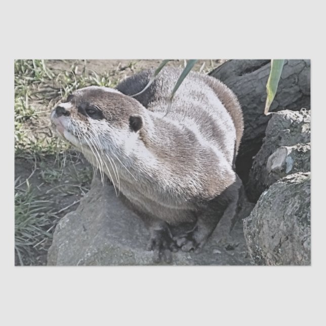 NIEDLICH OTTER SEIDENPAPIER (Vorderseite)