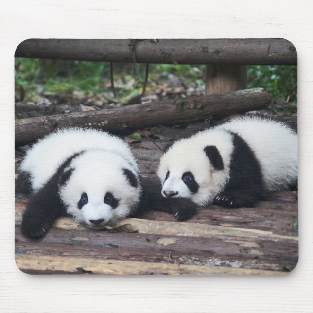 Niedlich Panda Babies Mouse Pad Mousepad (Vorne)