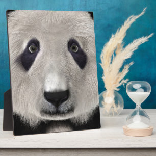 Niedlich Panda Bear Kawaii Animal Lover Perfektes Fotoplatte