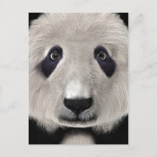 Niedlich Panda Bear Kawaii Animal Lover Perfektes Postkarte