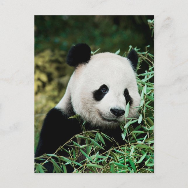 Niedlich Panda Foto Postcard Postkarte (Vorderseite)