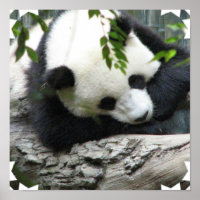 Niedlich Panda Poster