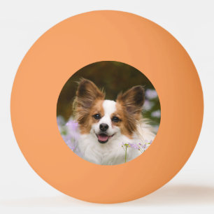 Niedlich Papillon Spaniel Head Foto für Dog Lovers Tischtennisball