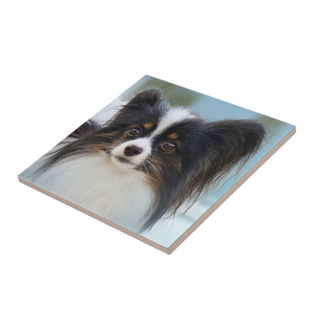 Niedlich Papillon Toy Spaniel Dog am Dock Fliese (Seite)