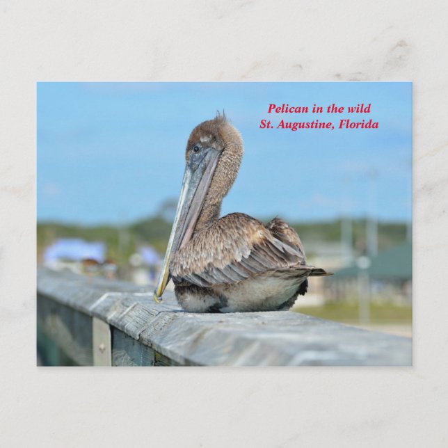 Niedlich Pelican Resing Postkarte (Vorderseite)