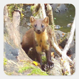Niedlich Pine Marten auf dem Fallbaum Quadratischer Aufkleber